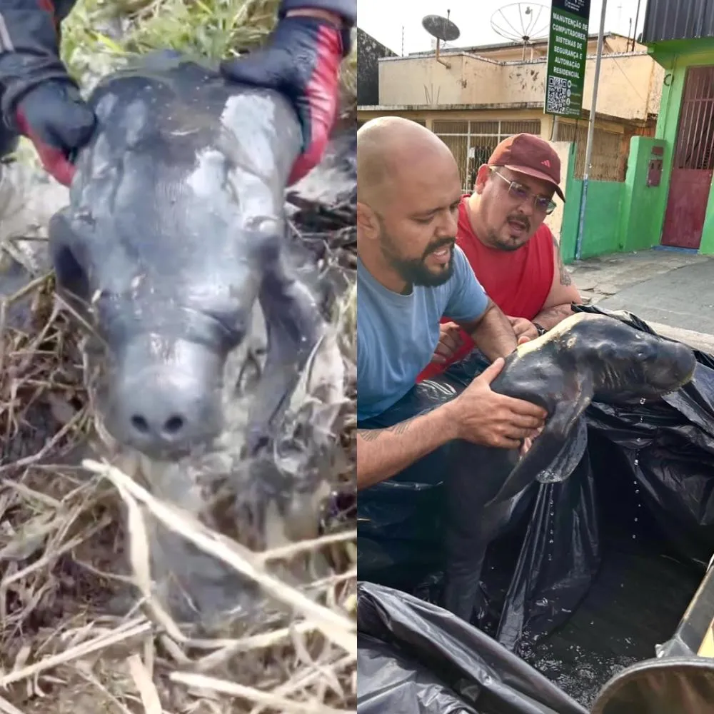 Filhote de peixe-boi é resgatado após ser encontrado atolado em lama durante trilha em Parintins